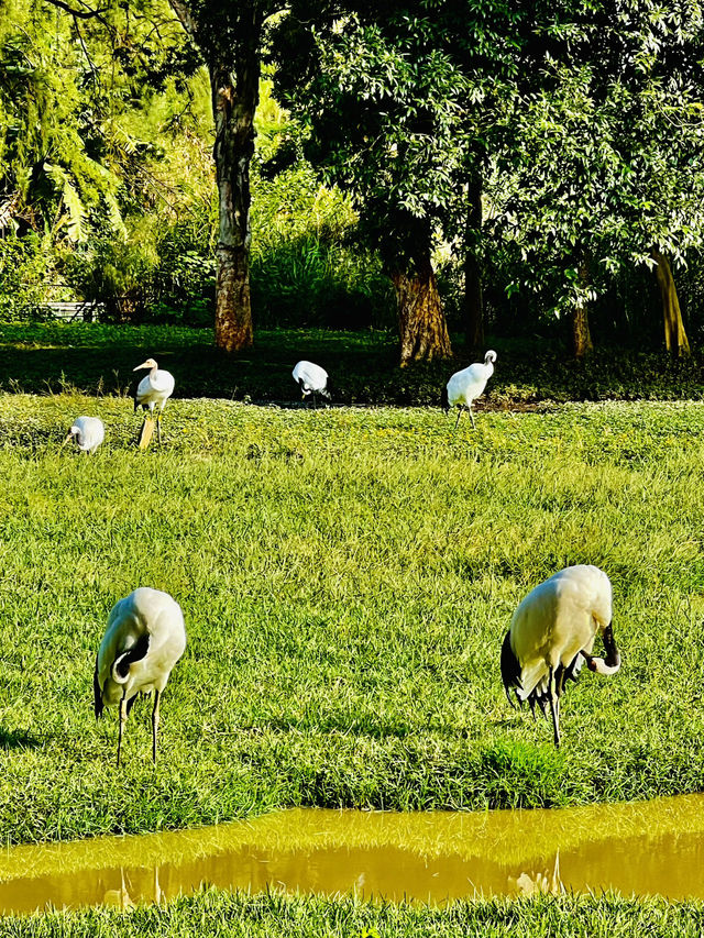 打卡肇慶丹頂鶴生態園