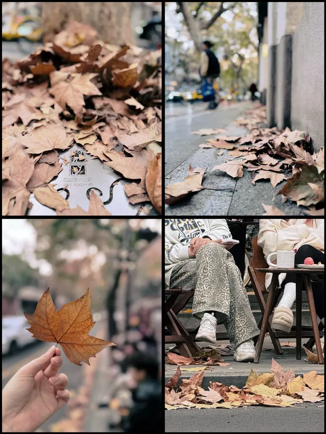 速藏靜安秋景限時上新附打卡指南！