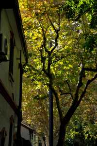 隱居武康路的秋日時光