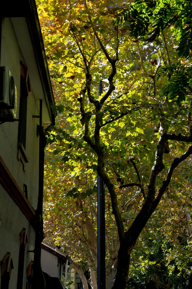 隱居武康路的秋日時光 隱居武康路的秋日時光