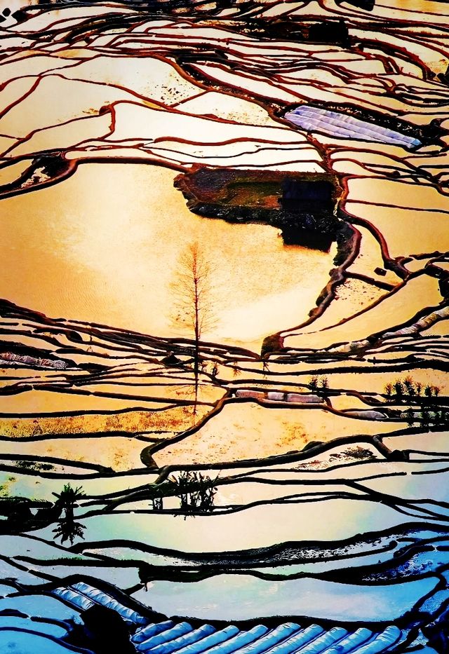 來元陽看一場地球最美的曲線吧! 來元陽看一場地球最美的曲線吧!