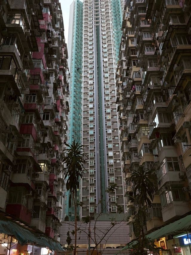 Hong Kong Zen✨ Hong Kong Zen✨