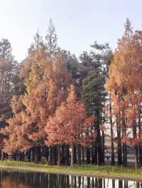 共青華明橋|水杉紅透秋意濃