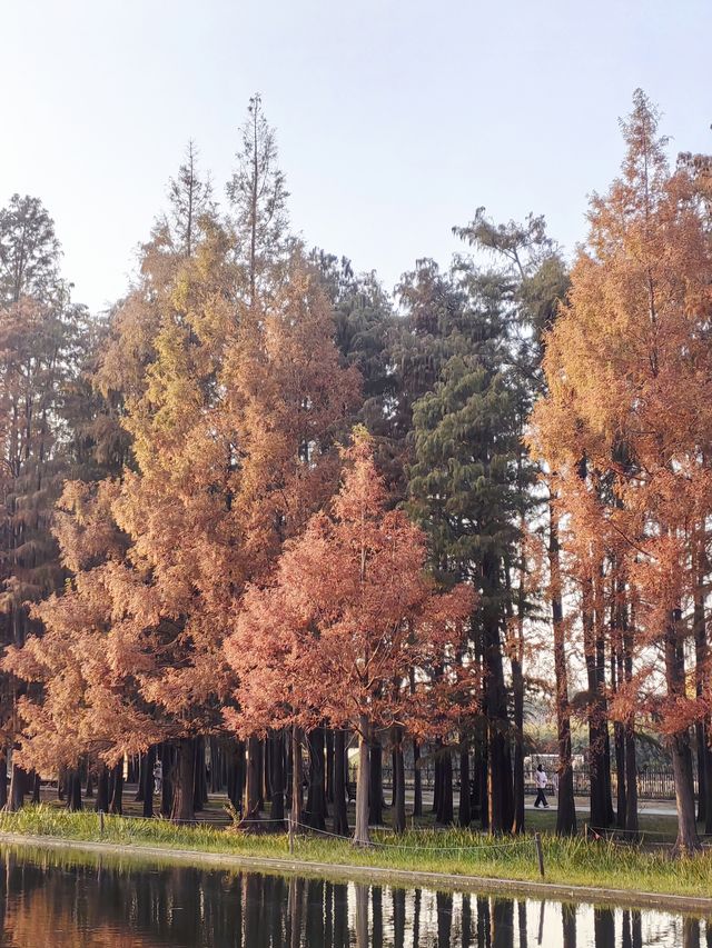 共青華明橋|水杉紅透秋意濃 共青華明橋|水杉紅透秋意濃