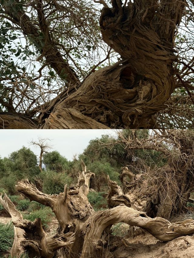胡楊林裡,尋找失落的地平線 胡楊林裡,尋找失落的地平線