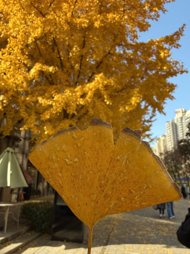 黃金城道步行街觀賞金色趕緊走起