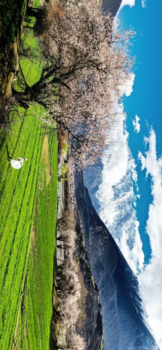 สุดยอดไปเลย! การเดินทางลับ 8 วันสู่ทิเบต: การผสมผสานอันแสนวิเศษของดอกพีช ภูเขาที่ปกคลุมด้วยหิมะ และธารน้ำแข็ง