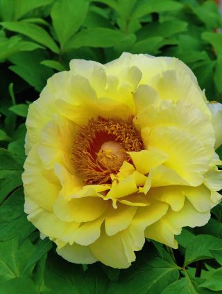Centennial Caoxi Park features peonies, hydrangeas, and classical gardens