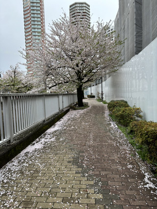 日本の春で一番ロマンチックなことといえば、もちろん桜巡り!今回は九州のお花見旅をご紹介、特におすすめは「九州・スペースワールド」。