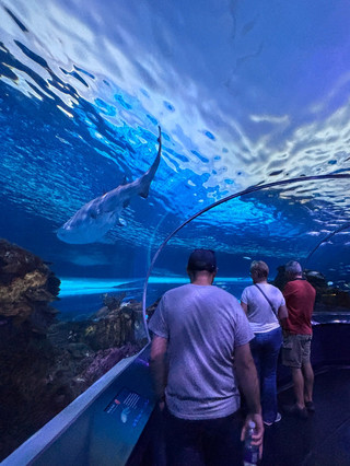 Impressive Aquarium Experience