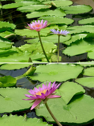 바다 지옥 온실 전시관｜사계절 내내 감상할 수 있는 열대 수련 식물원