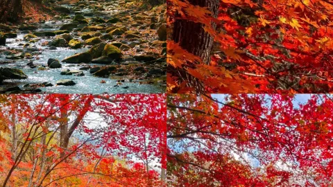 벤시 3일 느긋한 여행으로 중화 단풍대로에서 랴오닝의 가을 낭만을 발견하세요! — traveler post in 번시