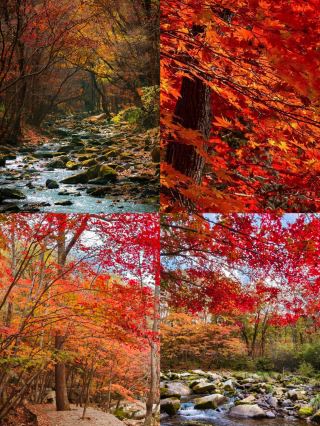 A 3-day slow-paced tour of Benxi's China Maple Leaf Avenue: Unlock the romance of autumn in Liaoning!