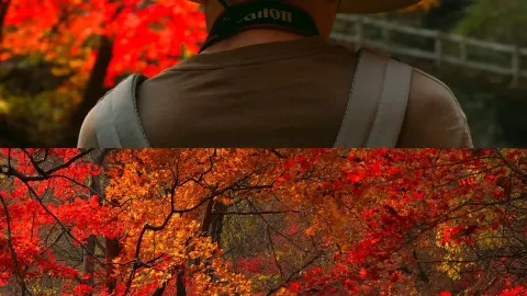 The maple leaves at Benxi Dashihu are at their peak starting October 11! — traveler post in Shenyang