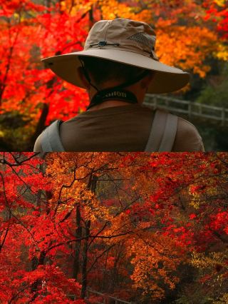The maple leaves at Benxi Dashihu are at their peak starting October 11!