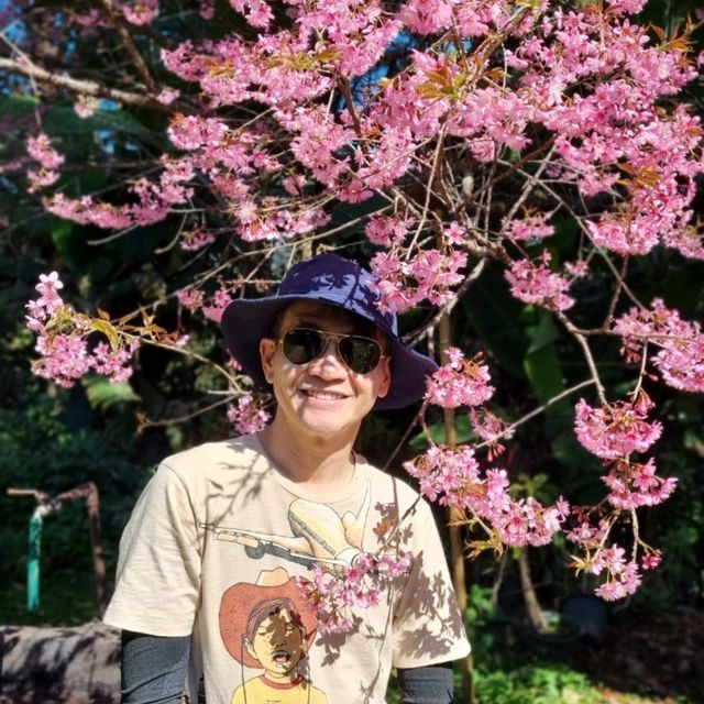 ดอกนางพญาเสือโคร่ง ดอยปุย