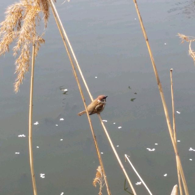 賞櫻名所 上野恩賜公園part2