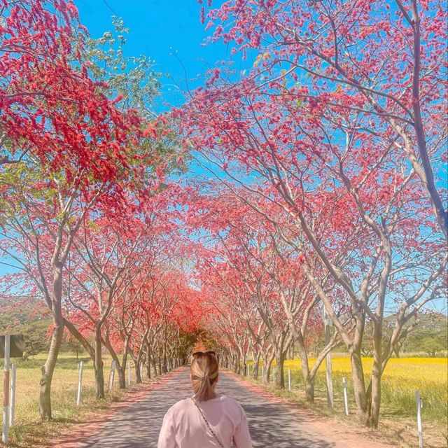 เที่ยวสระบุรีกันจร้า  ฟาร์มโคนมไทยเดนมาร์ค