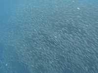 菲律賓宿霧沙丁魚風暴 數以萬計超驚人！