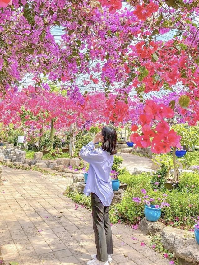 5월부터 시작되는 제주 수국시즌🌸