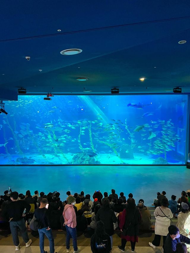 국내최대규모! 서귀포여행 필수코스🐠💙