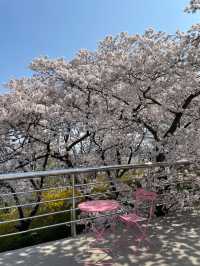 대구의 너무 이쁜 벚꽃 명소:: 이월드🌸