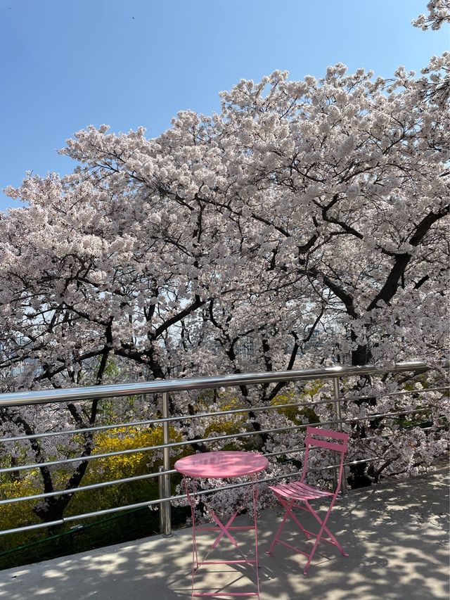 대구의 너무 이쁜 벚꽃 명소:: 이월드🌸