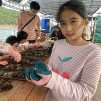 本地海排 x 珍珠養殖場 🐚 
