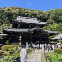 日本紫陽花寺—三室戶寺