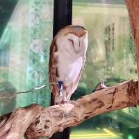 DMM Kariyushi水族館-將科技融入水族館內