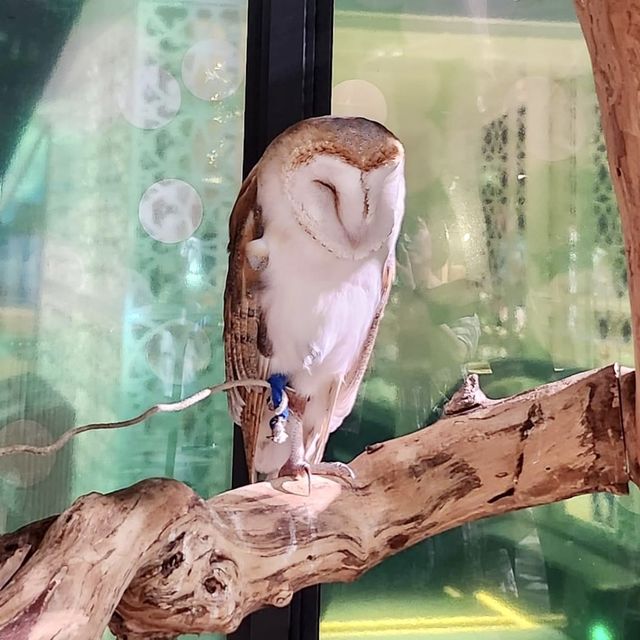 DMM Kariyushi水族館-將科技融入水族館內