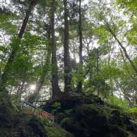 富岳風穴 WIND CAVE