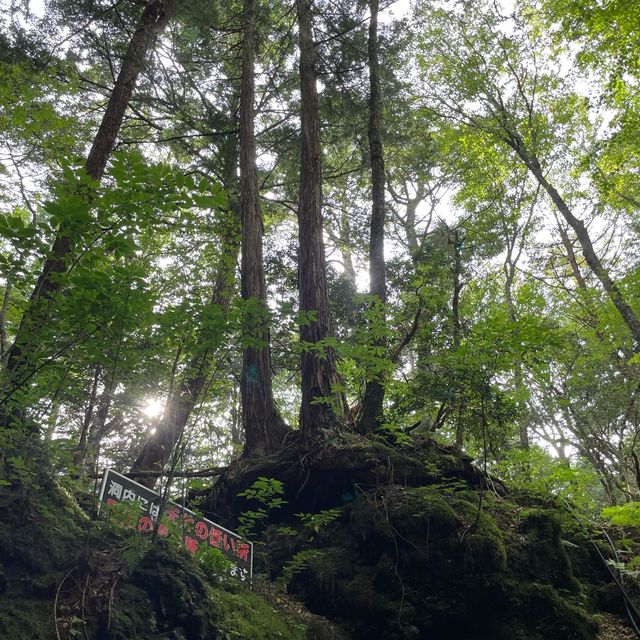 富岳風穴 WIND CAVE