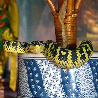 Penang Snake 🐍 Temple Adventure! 