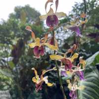 A treat to the senses@National Orchid Garden