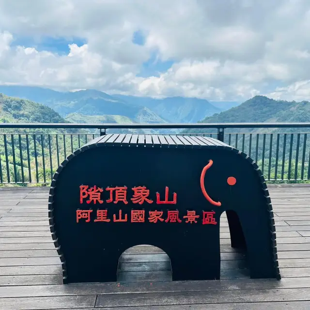 阿里山 隙頂象山 茶林步道