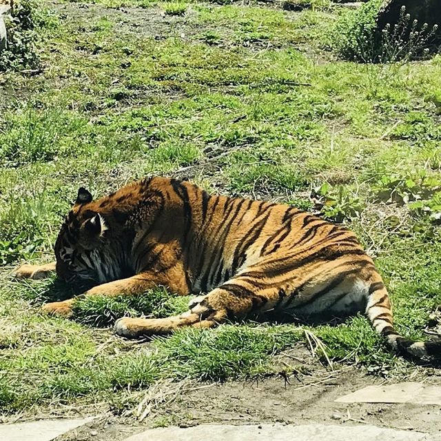 動物王國，自然奇遇：九州自然動物園！🦁🐼🌿