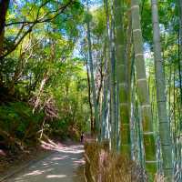 【京都府】人気の竹林の小径をのんびりお散歩！