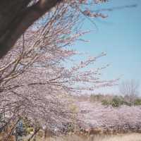 속초 대표 벚꽃명소 영랑호 