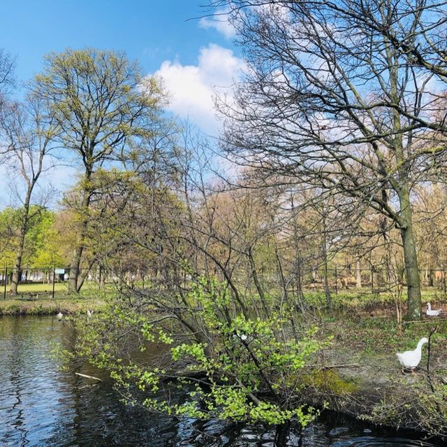 🇳🇱荷蘭海牙🌳🦆🐦The Hague (Den Haag)🌤️城市風光景色優美
