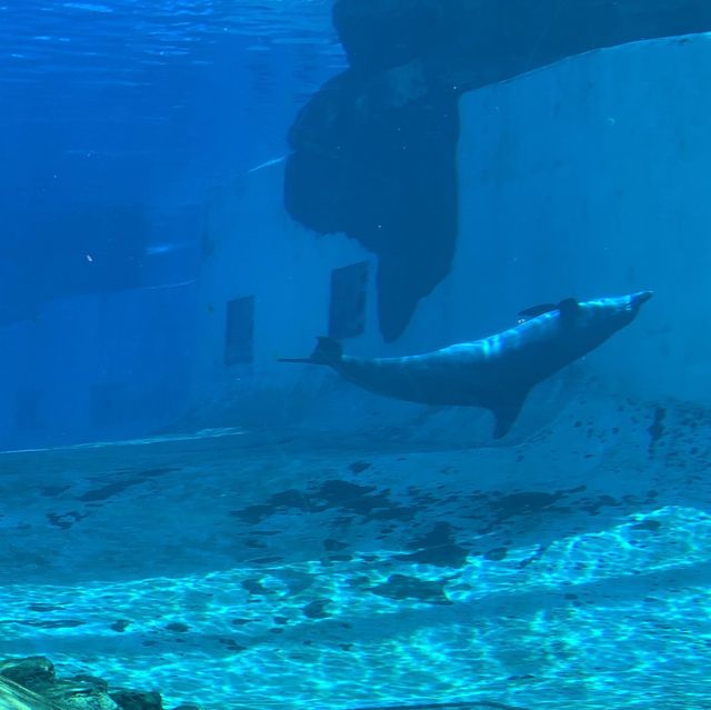 S.E.A. Aquarium, Singapore - Amazing