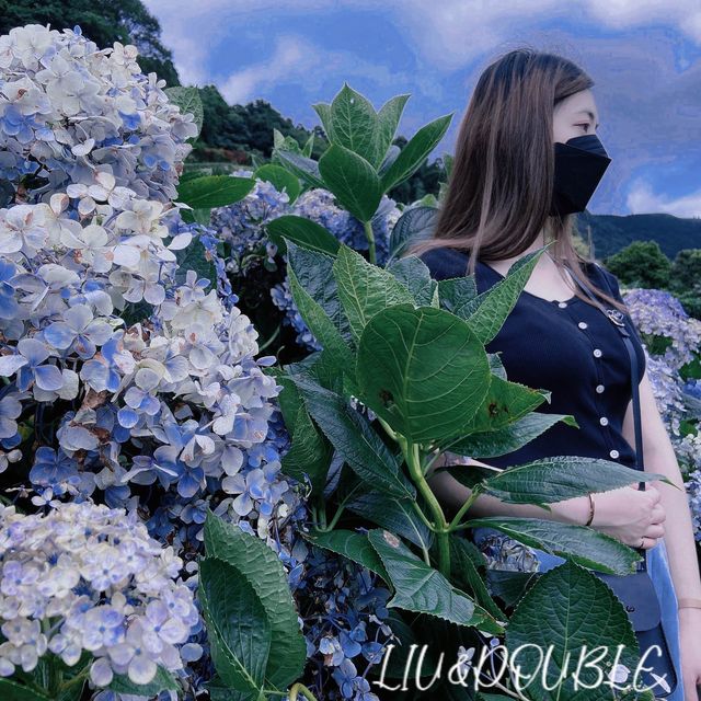 陽明山花季（繡球花）