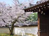 【京都市】桜咲き誇る春の名所🌱