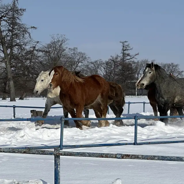 【北海道】冬季限定！十勝牧場の馬追