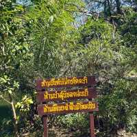 สวนรุกขชาติมวกเหล็ก Muak Lek Arboretum 