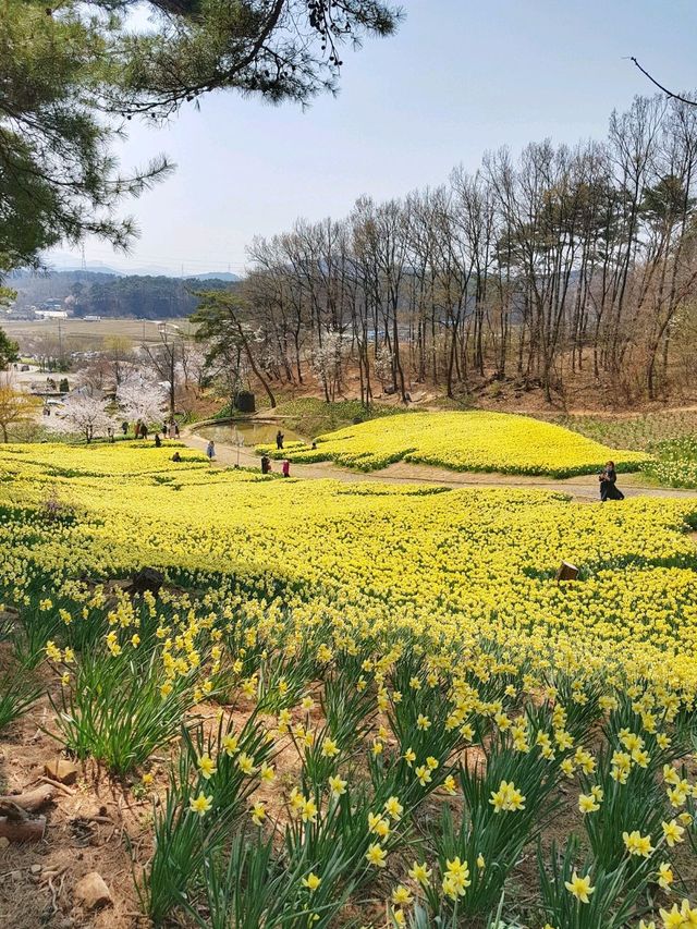 이제 곧 만개할 수선화천국💛서산 유기방가옥