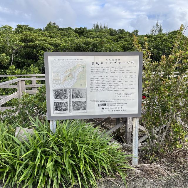 マングローブ