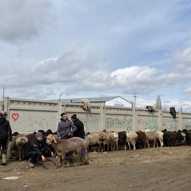 동물을 사고 파는 일요일 가축 시장인 Livestock Bazar 🇰🇬