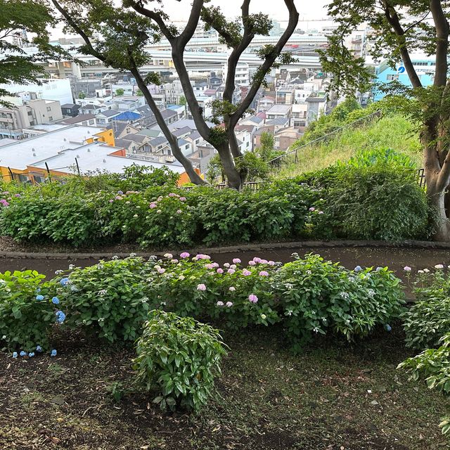 【横浜】夕方の港の見える丘公園で紫陽花散策