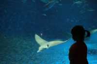探索海洋奇觀：帶小朋友遊覽鹿兒島水族館